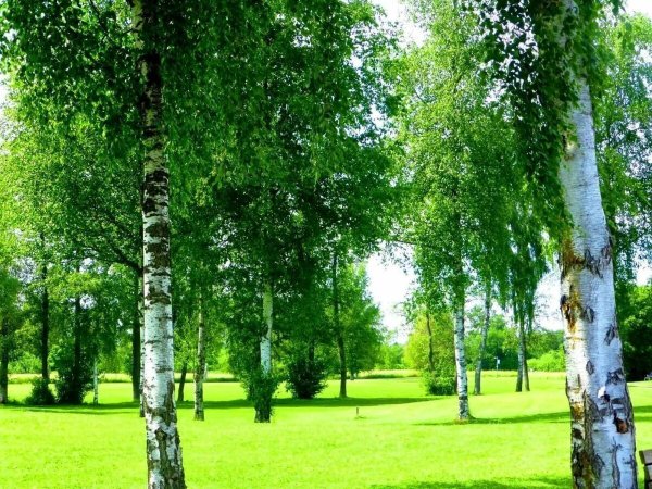 Красивая береза