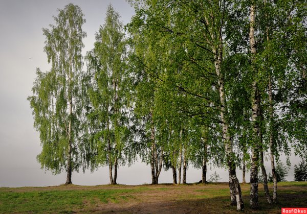 Уральская береза дерево
