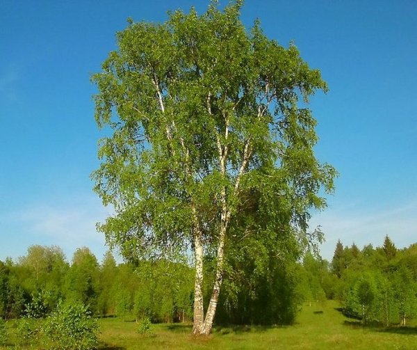 Берёза тополелистная