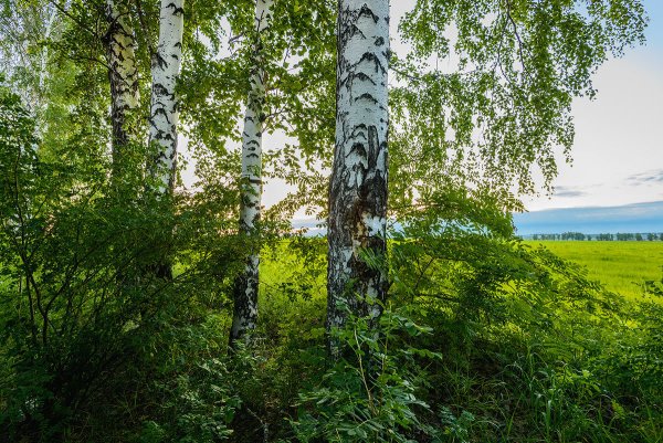 Березовая роща Тутаев