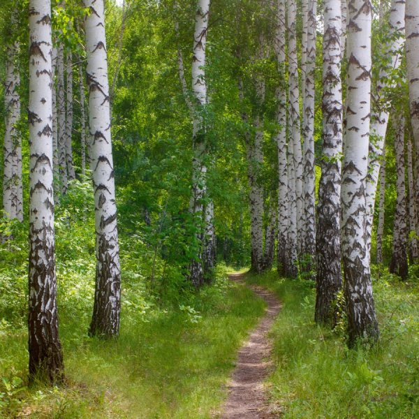 Березовый лес Курск