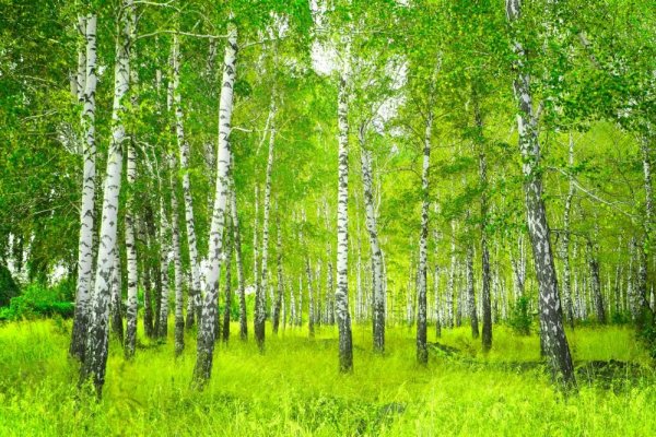 Берёзовая роща и река