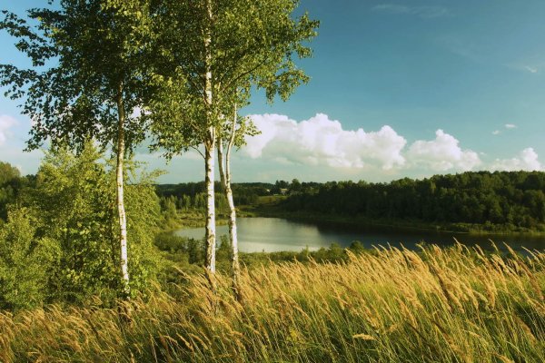 Березовая роща Тутаев