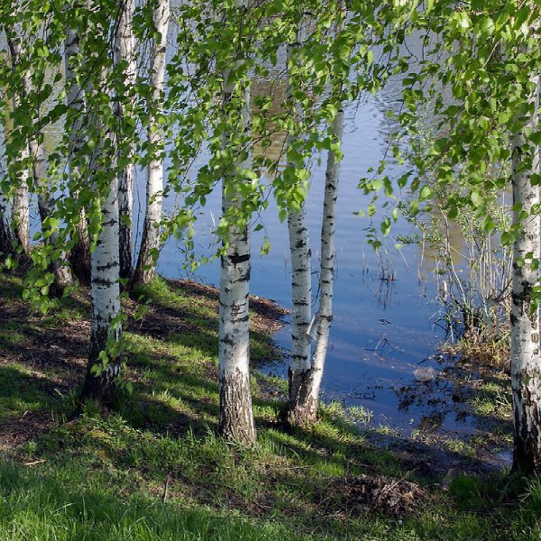 Русская природа