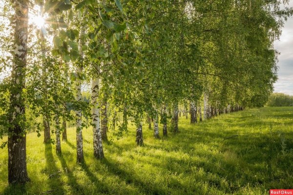 Вологда природа береза