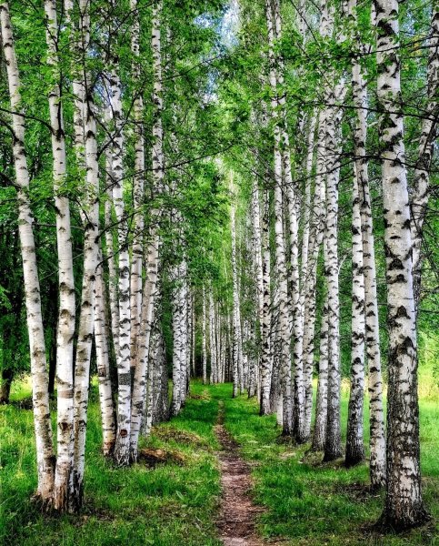 У реки Березка скромница