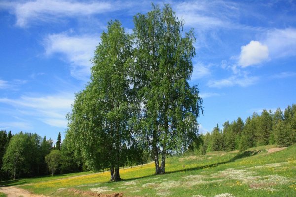 Березовая роща береза повислая