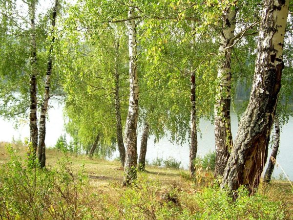 Природа России Березовая роща