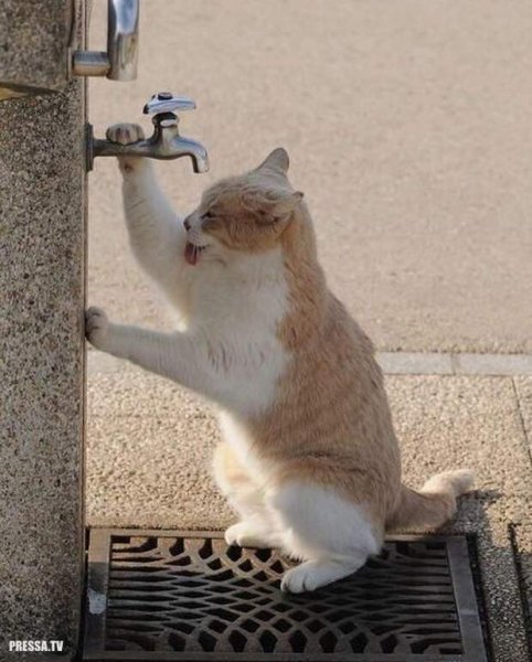 Лето жара кошка