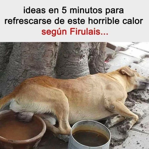 Собака жара