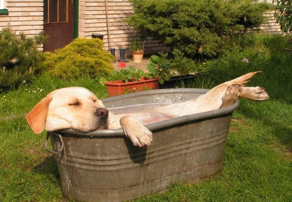 Спасаемся от жары на даче