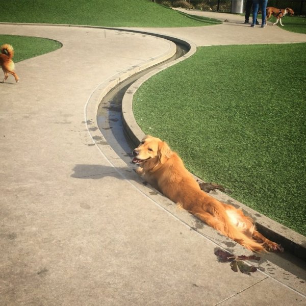 Купаться в тазике