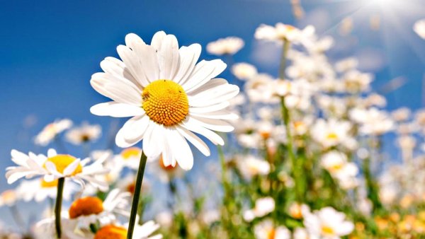 Ромашка цветы