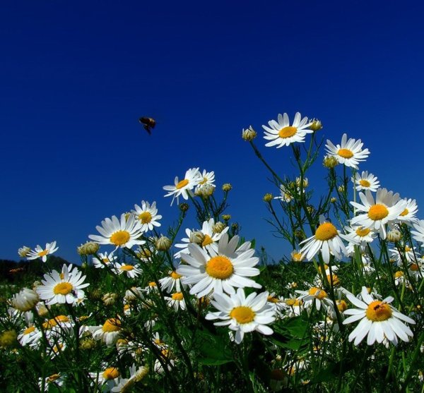 Поле ромашек