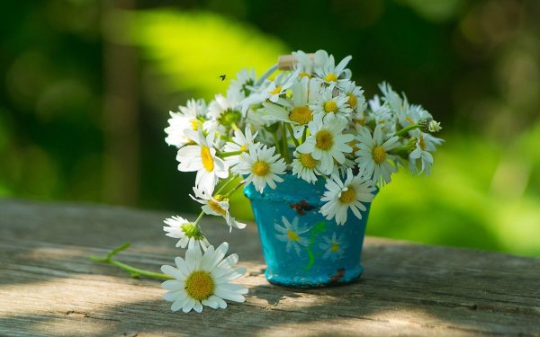 Ромашка цветы