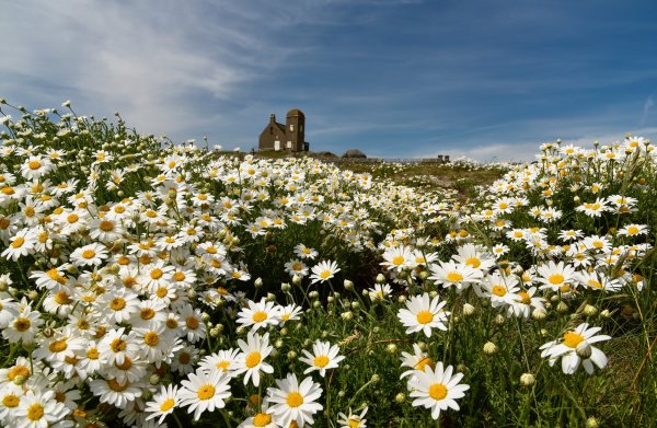 Лето ромашки