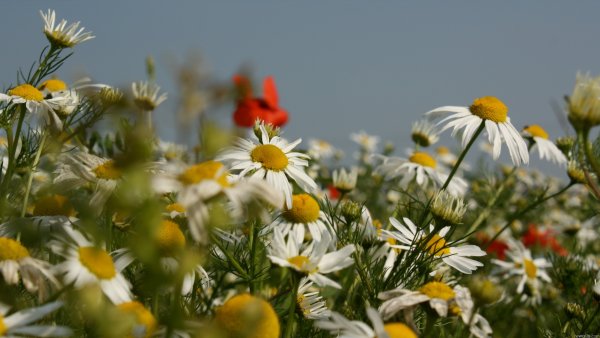 Летняя природа