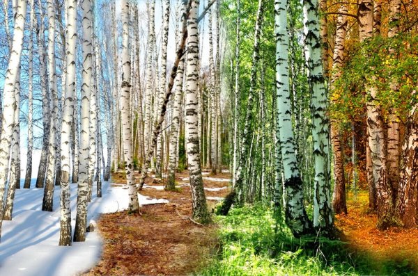 Зимний лес Россия