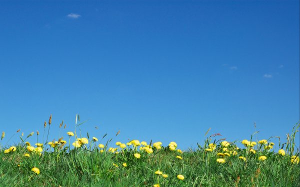 Васильки в поле