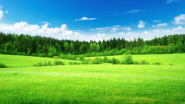 Фотография природы летом