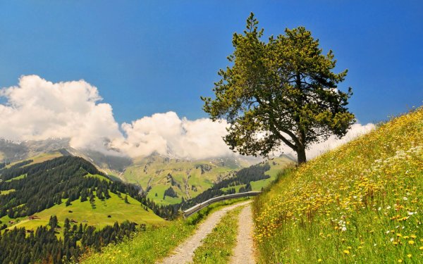 Заставка для презентации цветы