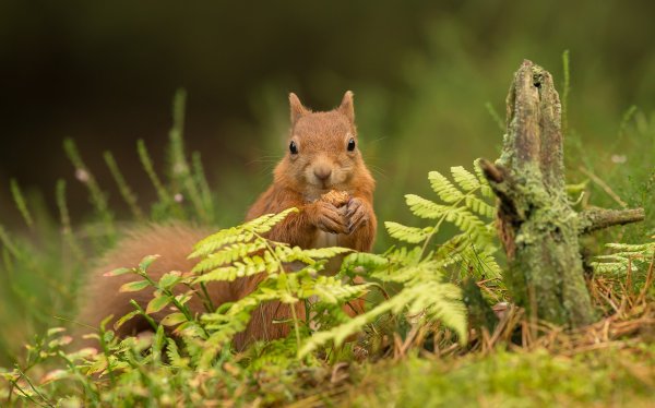 Лесные жители