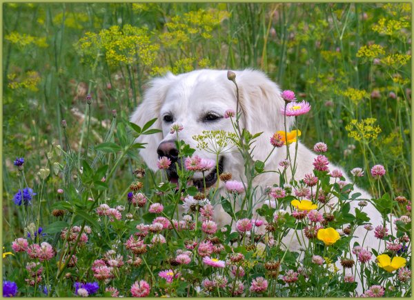 Звери летом