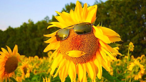 Солнечного лета