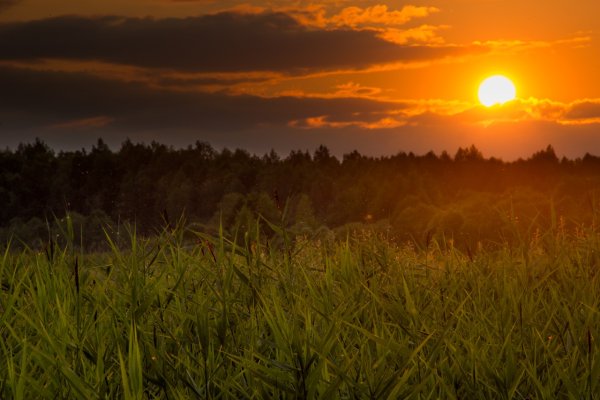 Символ лета