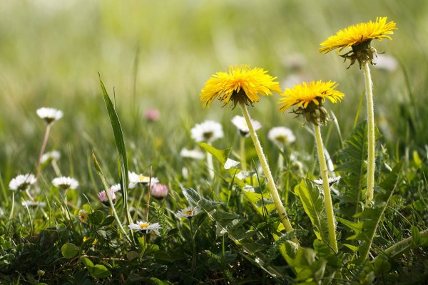 Полянка с одуванчиками