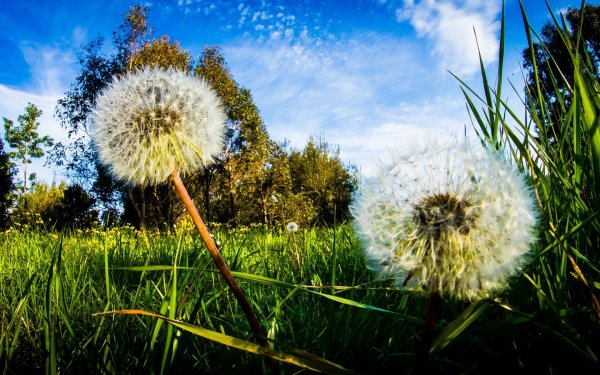 Деревня одуванчики