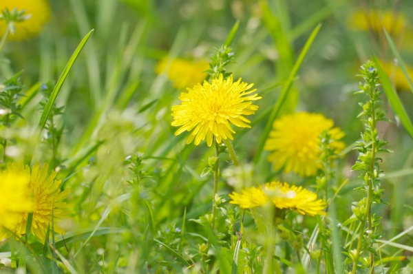 Желтый одуванчик макро