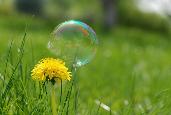 Ромашки и мыльные пузыри