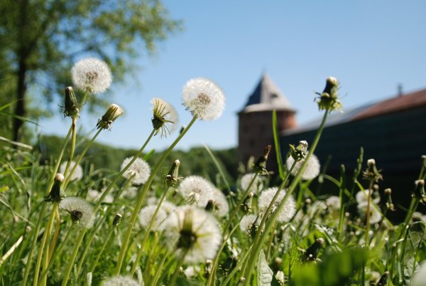 Поле одуванчиков Великий Новгород