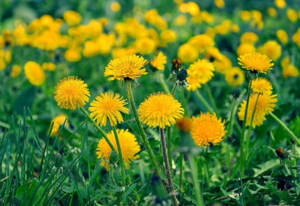 Одуванчики мандштат