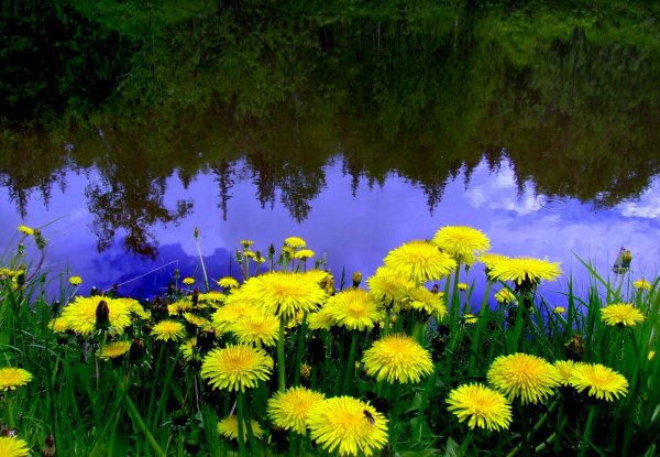 Июнь одуванчики