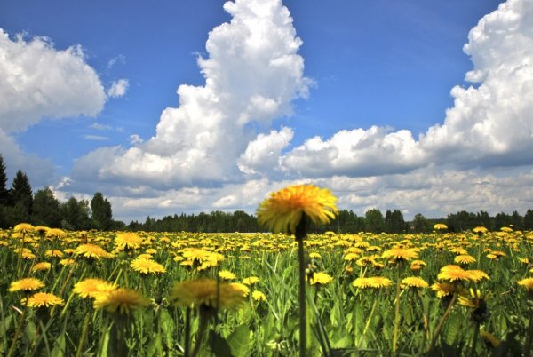 Пейзаж с одуванчиками