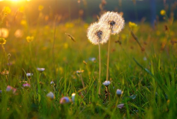 Доброе утро природа