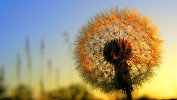Солнечные одуванчики