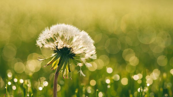 Н. А. Заболоцкого «я воспитан природой суровой».