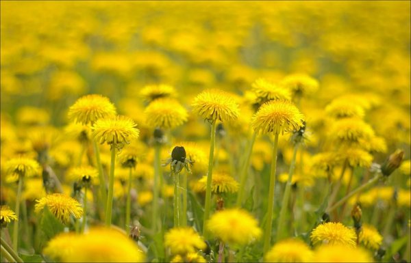 Геншин Поляна одуванчиков