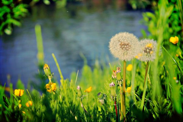 Одуванчики белые в траве