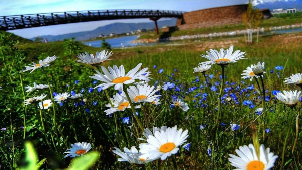 Природа лето ромашки