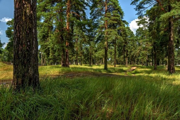 Сосновый лес Торжок