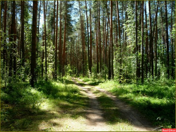 Сосновый Бор Подмосковье