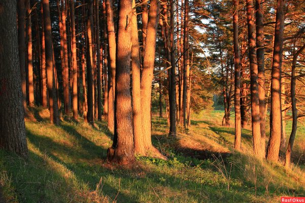 Рассвет в Сосновом Бору