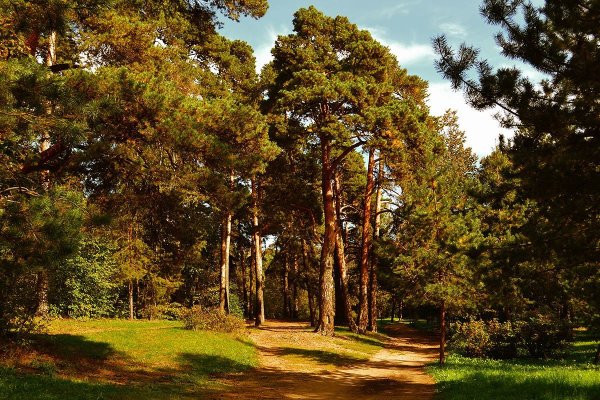 Парк серебряный Бор сосны