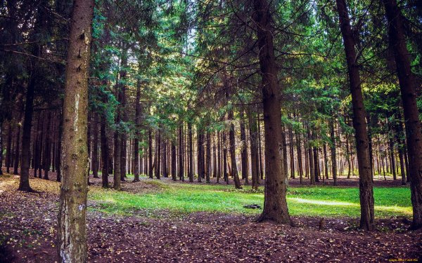 Парк Форест Сосновый