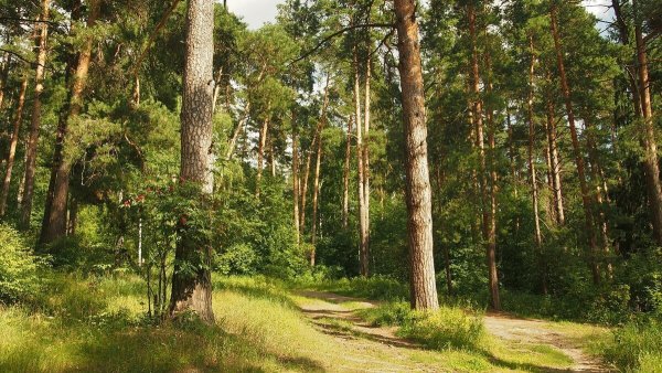 Сосновый Бор белая Калитва