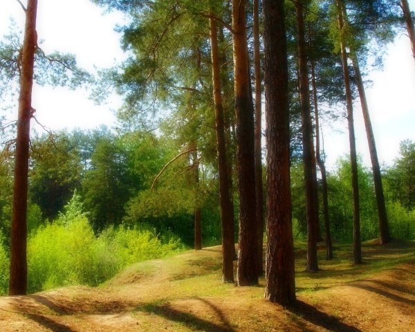 Киржачский район хвойные леса